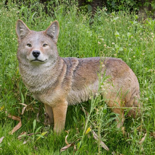 Garden Statues |  Standing Coyote "Ultra-Realistic" Garden Garden Statues